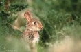 /album/lapin-mignon/lapin-de-garenne-copyright-jean-pierre-trinquecostes-jpg/