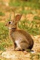 /album/lapin-mignon/lapin-garenne5-jpg/